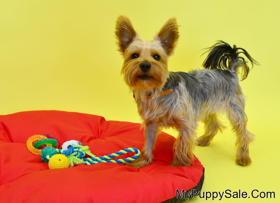 Ad Image